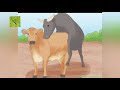 மாடு சினை அறிவது எப்படி how to find cow is pregnant erodepannaisamayal erodepannaisamayal