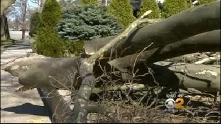 Dangerous Winds Knock Down Trees, Power Lines