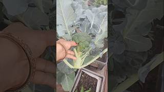 आज टैरिस गार्डन से की ढेर सारी सब्जियों की हार्वेस्टिंग #vegetable harvesting #kitchengarden