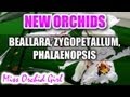 New Orchids - Beallara, Zygopetalum, Miltoniopsis, Phal. Schilleriana