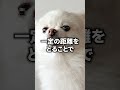 犬にこれされたら嫌われてる