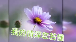 #我的情深您若懂（附歌詞）