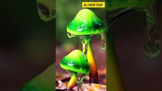 Top 5 of the most poisonous mushrooms in the world 😱😱 #top #mushroom #poison #shorts #short #viral