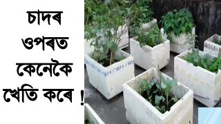 চাদৰ ওপৰত খেতি চাওঁক । Cultivation on building slap #agriculture #cultivation #খেতি #কৃষি #farmer