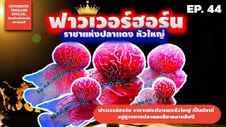 ฟาวเวอร์ฮอร์น ราชาปลาแดงหัวใหญ่ตลอดกาล King FlowerHorn Fish