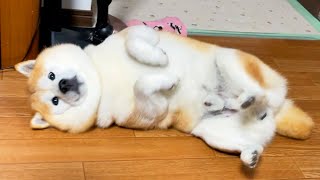 Shibe is suspected of lying on his back, but his acting skills make it seem like it never happened.