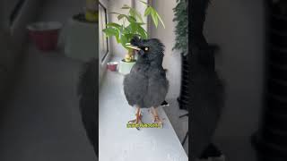 #带着宠物去赏花 #宠物的五一假期 #赛鸽有门道 不要攀比  #cutebird #birds #pets