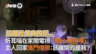 折耳喵在家自己開電視趴桌上「關心蔡阿嘎」，主人回家進門傻眼｜寵物｜貓咪