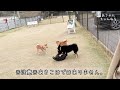 【柴集団】気弱な柴犬ばかりの幸せドッグラン