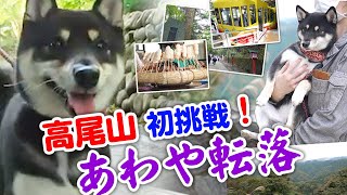 【高尾山】登山者数世界No.1!犬と車椅子で行けるのか？【豆柴】