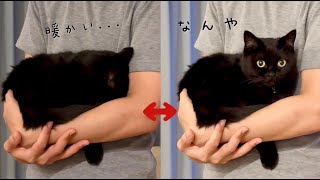 部屋の明るさが変わるたびに飼い主の腕にもぐる黒猫