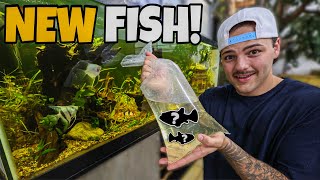 Buying these FISH to SAVE the AQUARIUM!!