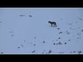 Yellowstone's Shrimp Lake Wolf Pack in March 2023