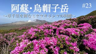 【烏帽子岳】草千里を囲むミヤマキリシマの回廊(2023年5月)