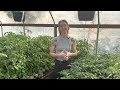 colorado gardening basics gardening in colorado how to grow a garden gardening tips