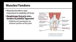 Knee Joint - M1 Learning Objectives