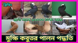 মুক্ষি কবুতরের দাম ও জাত পরিচিত//Mukhi Kobutor price//মুখি কবুতর পালন পদ্ধতি ও ব্রিডিং টিপস,