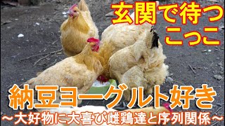 ニワトリの納豆ヨーグルト食事会～恒例の大好物に大喜びする雌鶏達と序列関係～