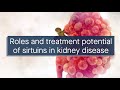 Sirtuins in kidney diseases: potential mechanism and therapeutic targets