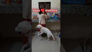 vayu ♥️ mummy #vayu #trending #viral #doglover #labradoor