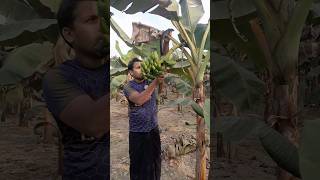 How to harvesting are banana #ep -474 #agriculture #trending #farming #banana #fruits🍌🍌