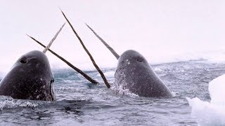 世界上神秘的動物：被稱之為海洋獨角獸，腦袋上有根3米的長牙