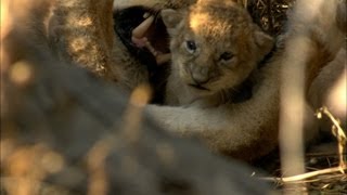 Newborn wild lions