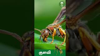 குளவி பூச்சி பற்றி  அறிவோம் #shorts #Wasp#Insects #vetry #treepur #tirupur #ngo