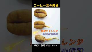 コーヒー豆の発芽前準備【豆チェック】