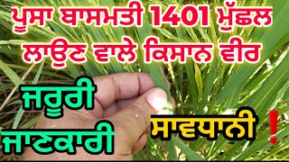 ਪੂਸਾ ਬਾਸਮਤੀ 1401 ਮੁੱਛਲ ਦੀ ਕਾਸ਼ਤ ਵਾਲੇ ਕਿਸਾਨ ਵੀਰਾਂ ਲਈ ਜਰੂਰੀ ਸਾਵਧਾਨੀ | Pusa basmati 1401 imporant tips