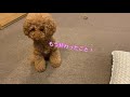 必見！犬が本気で反省するとこうなる…。【トイプードルそぼろ＆ニコ】