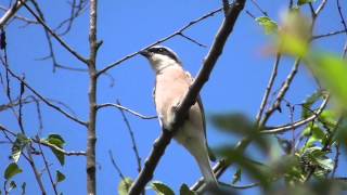 Neuntöter (Red-backed Shrike, Lanius collurio)