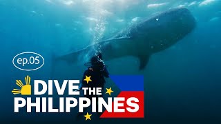 Dive the Philippines: Scuba Diving with Whale Sharks