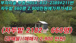 매물#211번    경북 의성군 금성면 자두밭 660평 급매물 2,900만원 계획관리지역#경북부동산 #의성부동산 #의성싼땅매매#의성주말농장매매#영천#군위#울산