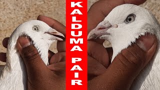 kalduma pair • কালদুমা জোড়া• WB• India