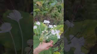 End of October musical note plant blooms