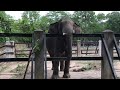 wild elephants trapped