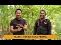 Tanam : Taman herba raya permai