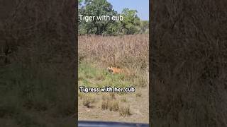 tigress with her cub, tigress in grassland, shift her cub by tigress#tiger #tigress #wildlife #ptr