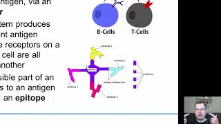 Chapter 35 Adaptive Immunity