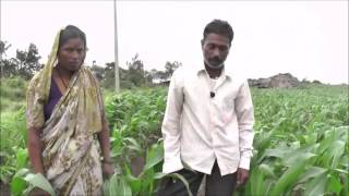 Govinajola Susthira Besaya Sustainable Maize Practices