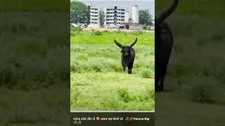 પારેવા આખલો 🐃 miss you pareva 😭😭 #shorts #gujarat