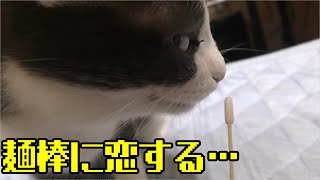 発情期のみーちゃん猫、最初は甘えさせてあとで綿棒にておさえる、あっちにごろごろこっちにごろごろ