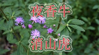 蛇虫克星植物“夜香牛”，农村俗称“伤寒草”，农民知道是凉茶