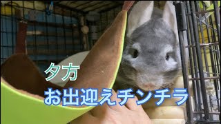 帰宅後ルーティーン　シッポフリフリチンチラ＃chinchilla＃chinchilla＃shorts