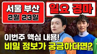 💥경마 예상💥한국 마사회 출입기자 차범근의 일요경마 프리뷰✨ 2월 23일 일요 서울/부산경마 예상방송 고배당 배당마 경마적중