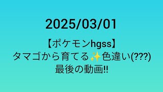 【ポケモンhgss】タマゴから育てる✨色違い(???)孵化乱数　最後の動画‼️