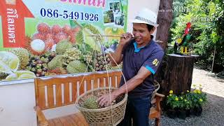 ทุเรียนภูเขาไฟ  บ้านซำตารมย์ อ.กันทรลักษ์ จ.ศรีสะเกษ #ทุเรียนศรีสะเกษ