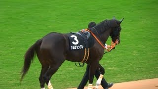 ナムラシングン、落ち着きがない。八坂ステークス、パドック。京都競馬場、2016年、現地映像