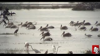 Pallikaranai Marsh Land becomes Bird Sanctuary | Vikatan Tv